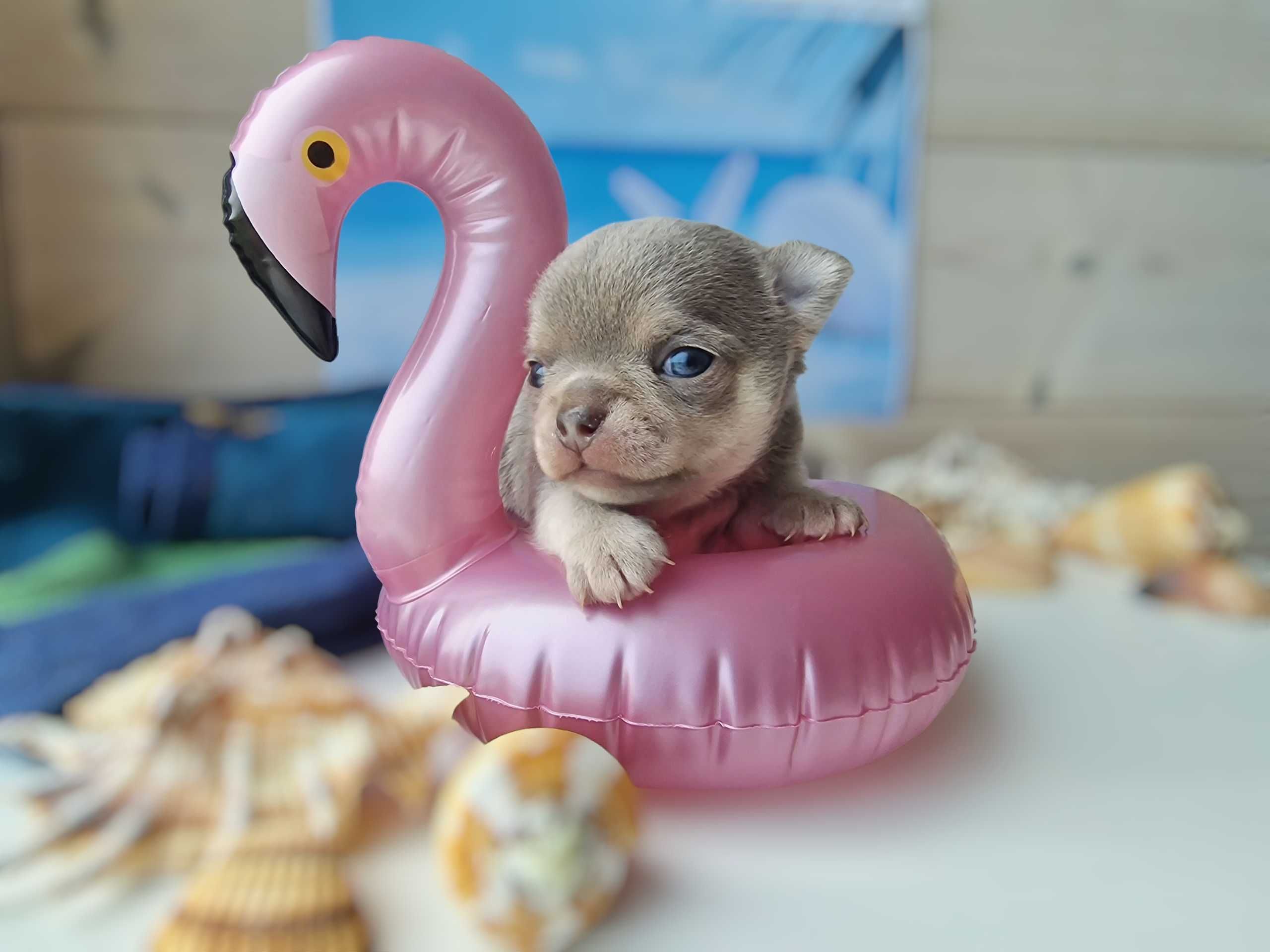 Chihuahua ZKwP/FCI liliowy chłopiec