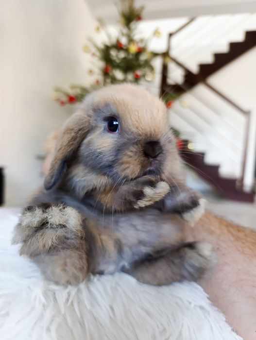 Mini lop karzełek Teddy hodowla zarejestrowana
