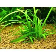 Strzałka Skrzydlata (Sagittaria Subulata) Roślina Akwariowa Akwarium