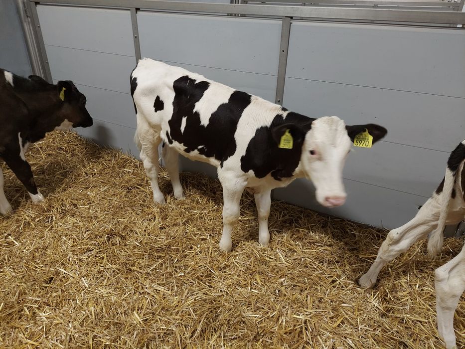 Jalowki hf odchowane Polskie