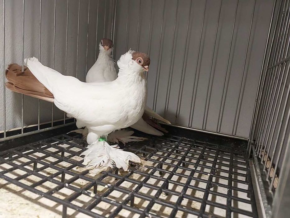 Krymki białostockie 25r para czerwonych