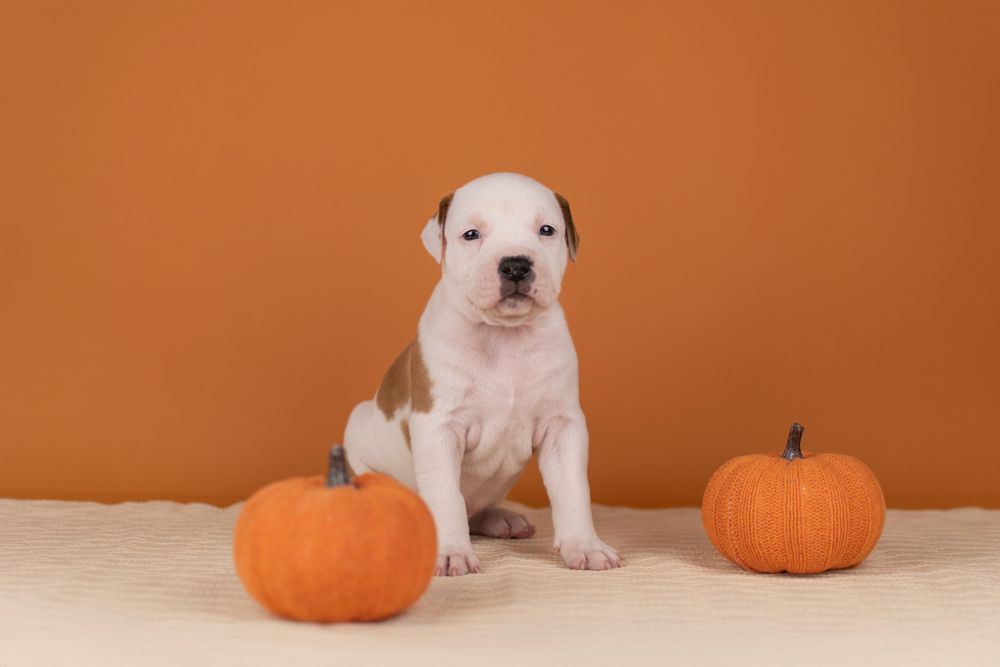 Шикарные мальчики породы Американский стаффордширский терьер