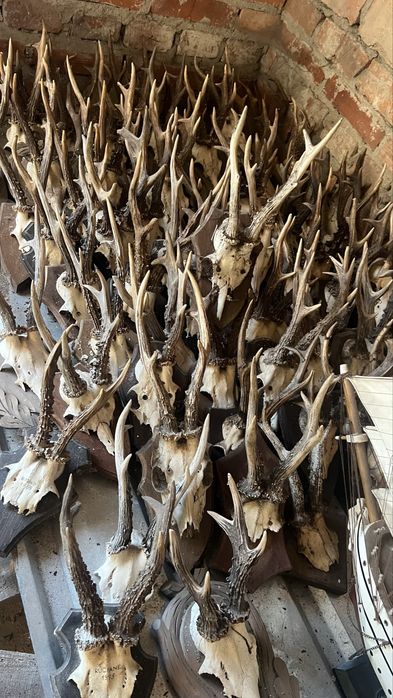 Poroze jelenia sarny