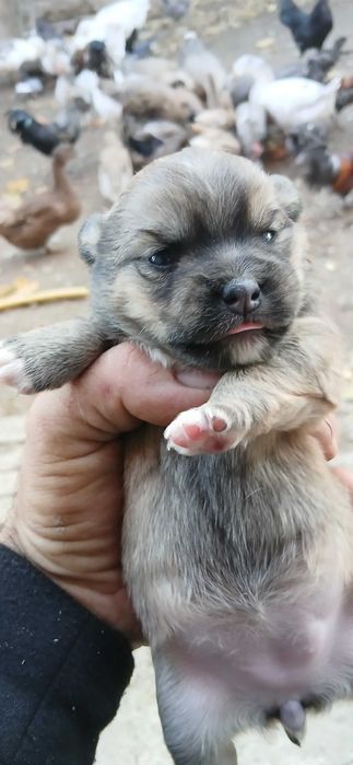 Карликові цуценята. НЕ ЧИСТОПОРОДНІ!!!