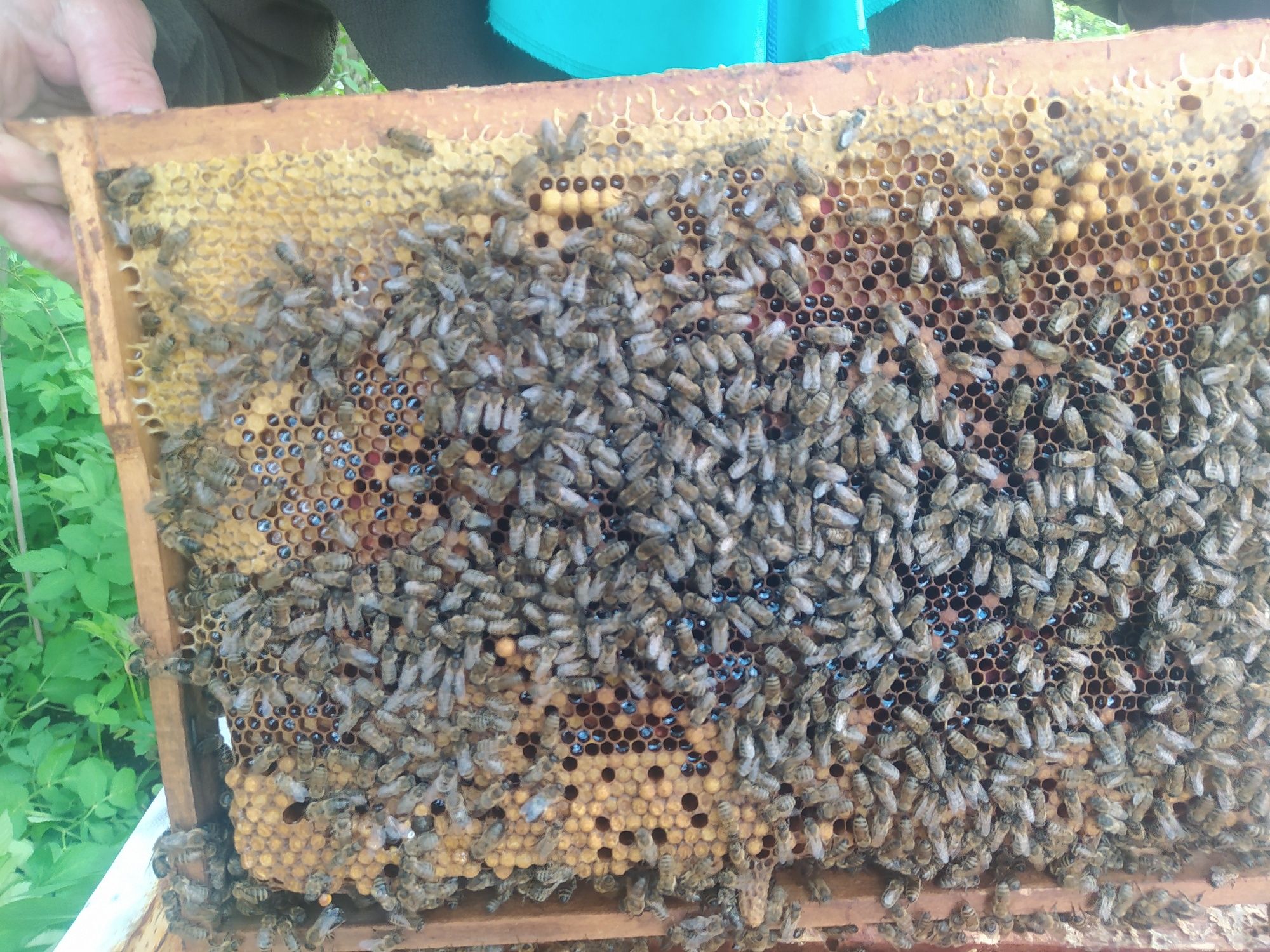 Бджоли, Бджолопакети