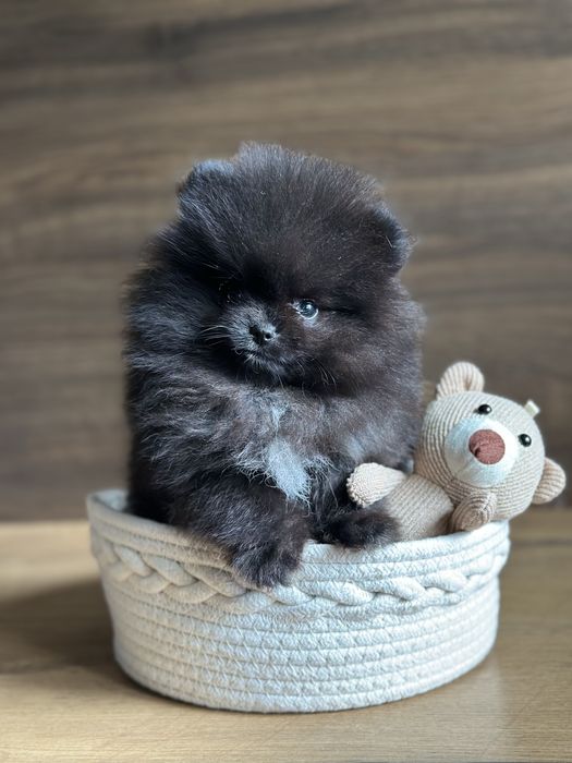 POMERANIAN szpic miniaturowy miś lalka XXS  :)