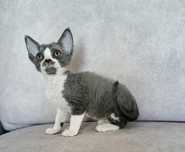 Dziewczynka Devon Rex z rodowodem FPL