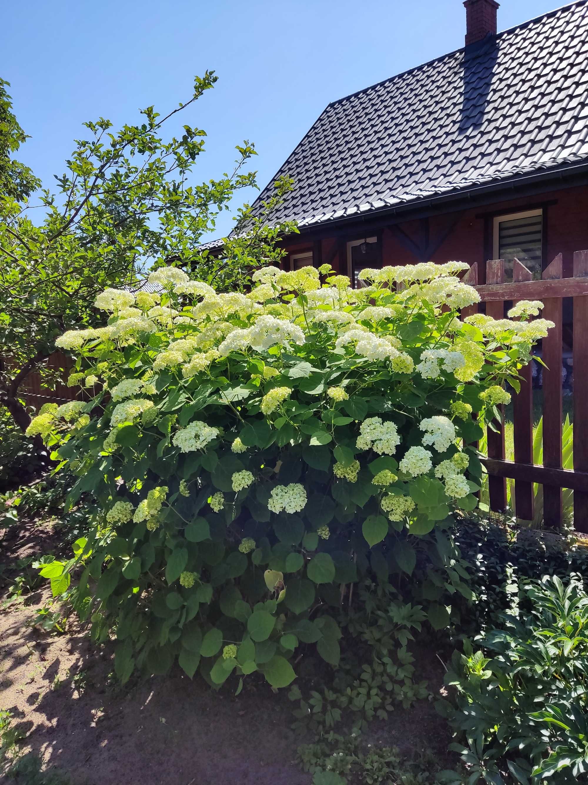 Domek do wynajęcia. Boże Ciało, weekend - wolne.