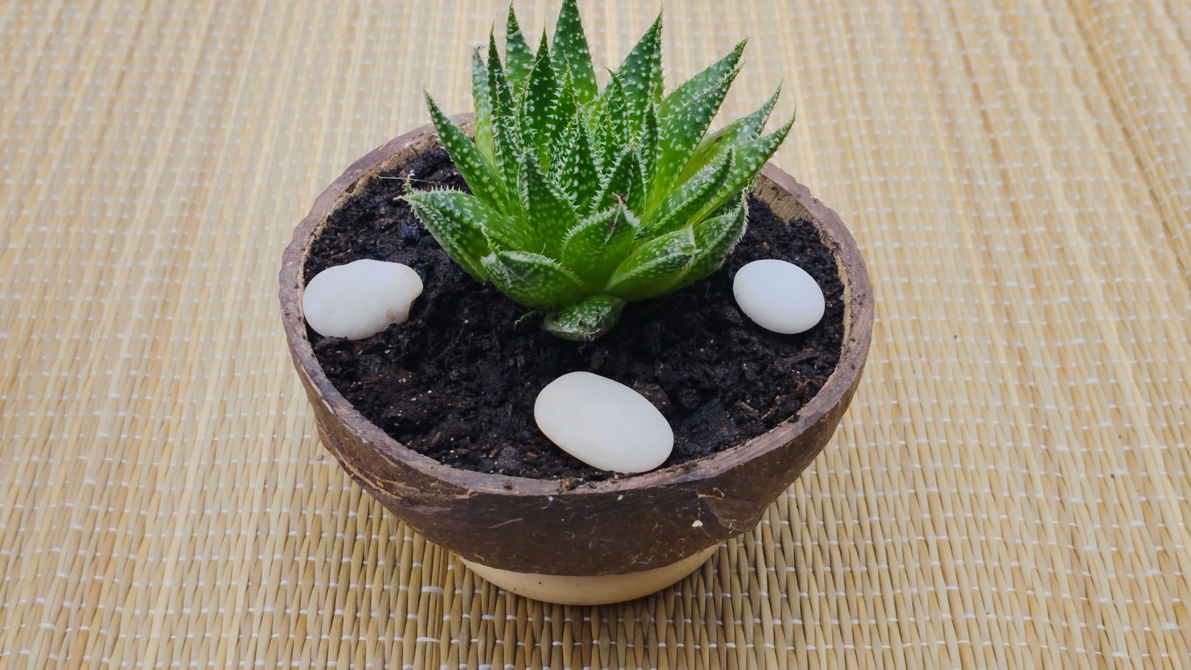 Cacto • Suculenta - Aloe-Aristata