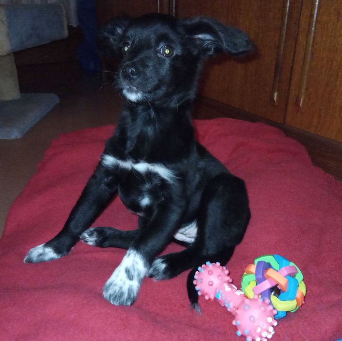 Отдам двух щенков