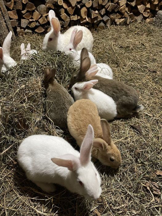 Продаються молоді кролики породи Термон