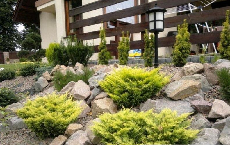 Можжевельник Lime glow,китайский Strikta