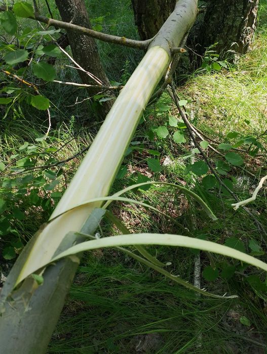 Осины кора продам