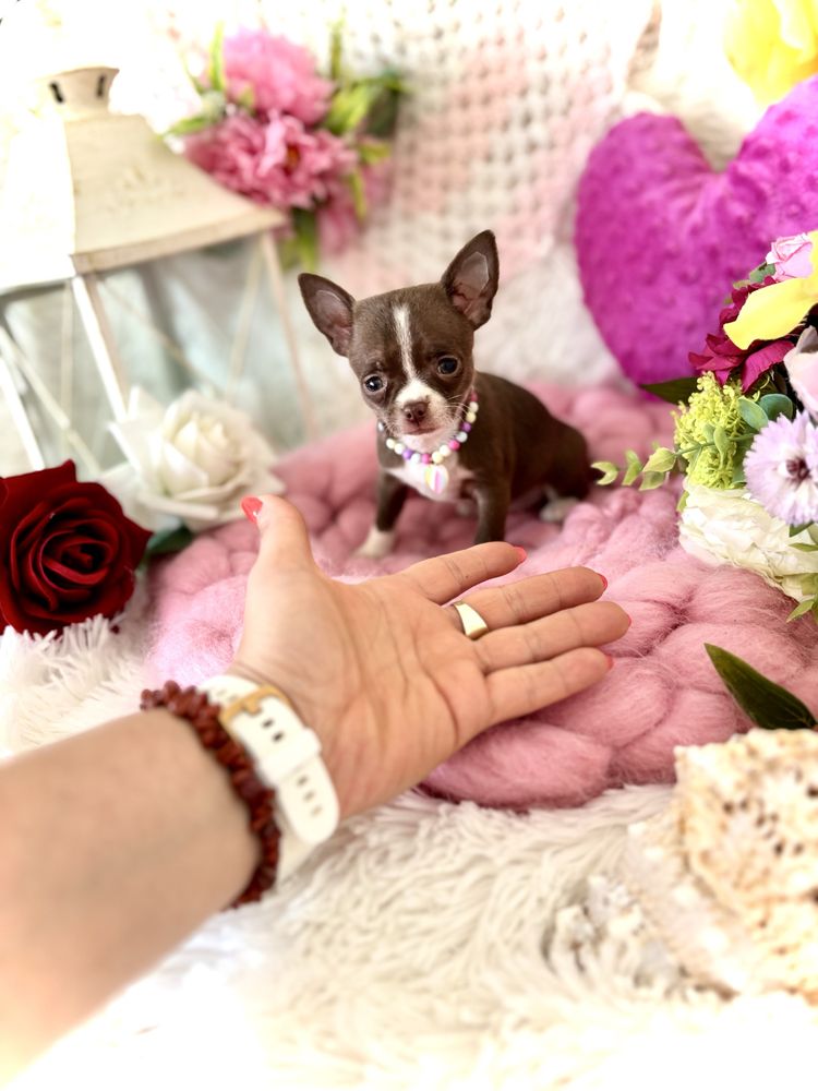 Śliczna czekoladowa malutka suczka chihuahua