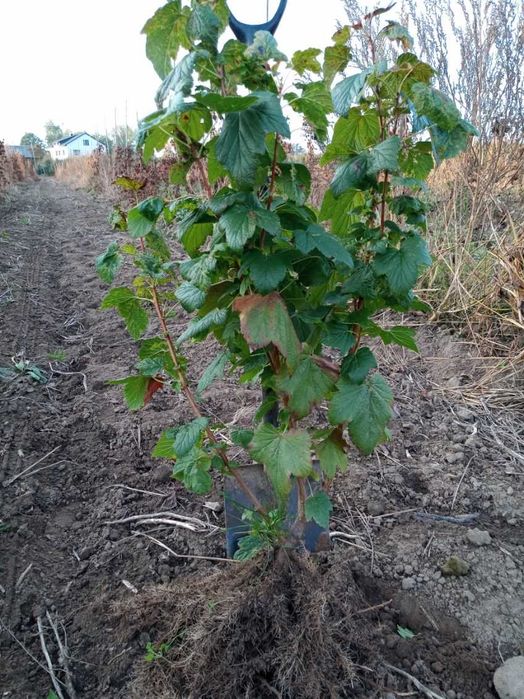 Sadzonki czarnej porzeczki