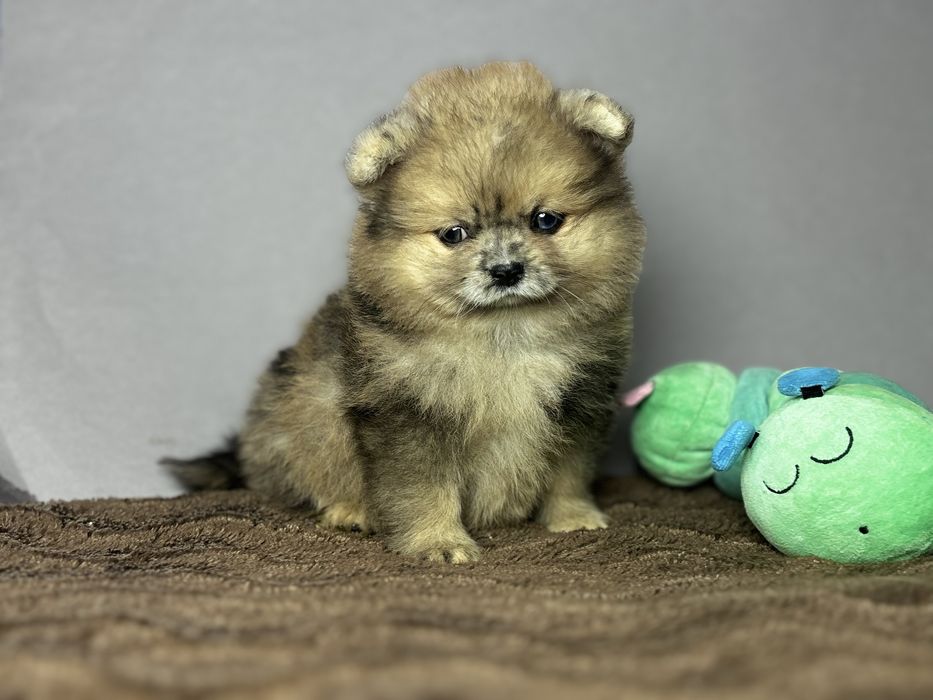 дівчинка блакитна ока тип ведмедик