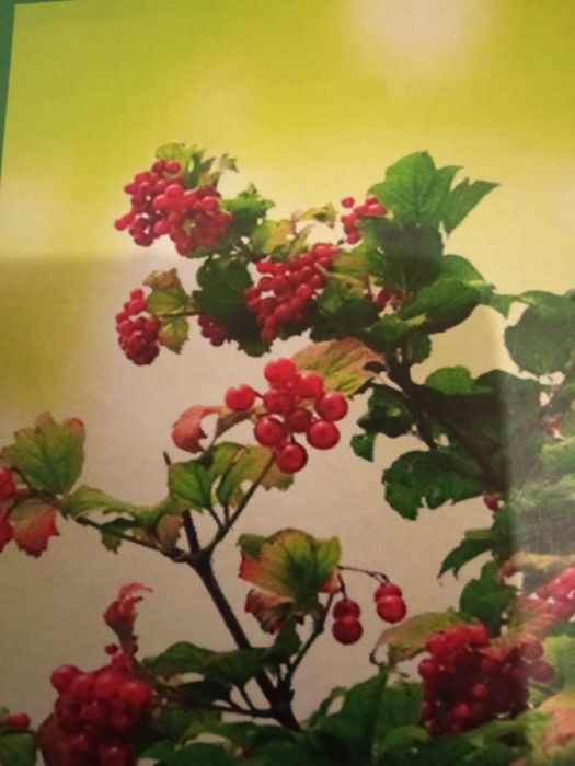 Послуги репетитора з української мови та літератури