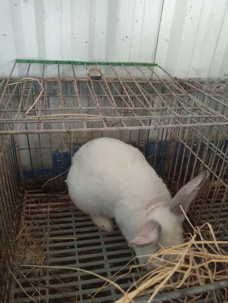 Coelhos caseiros