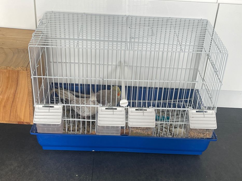 Selling 2 adult cockatiels with cage