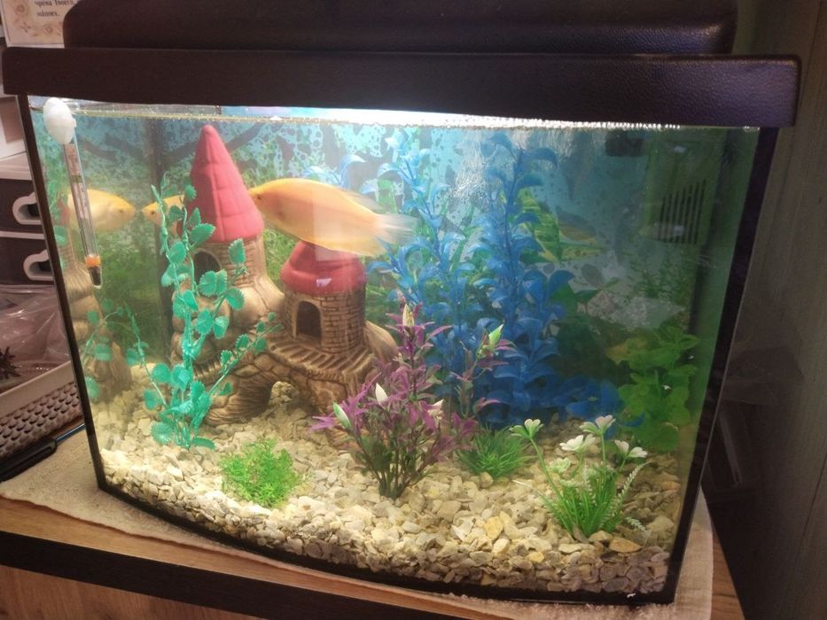 Продам акваріум зі всіма приналежностями