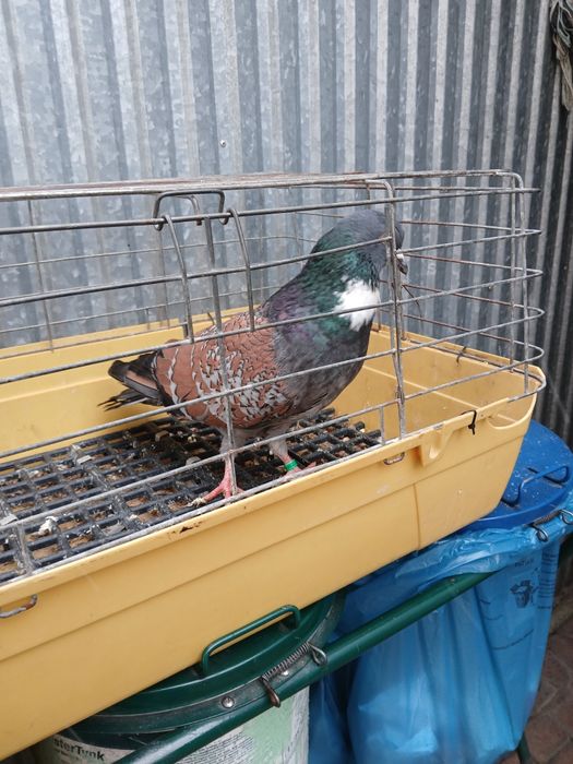 Gołebie ozdobne Koszua