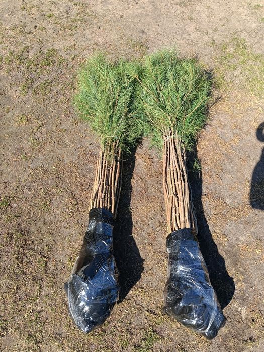 Продам саджанці сосни звичайної