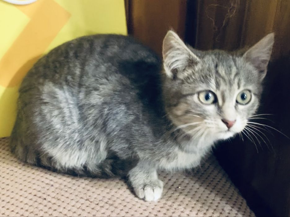 Кошечка голубая 3.5мес табби котенок котята тигрова кішечка кошеня