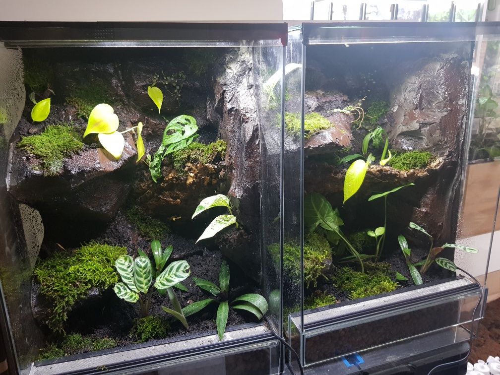 Terrarium tropikalne aktywne biologiczne z wodospadem