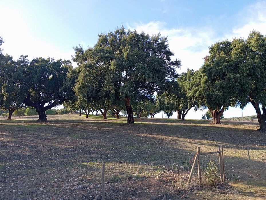 Terreno a 10 km de Estremoz
