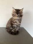 Maine Coon kocurek
