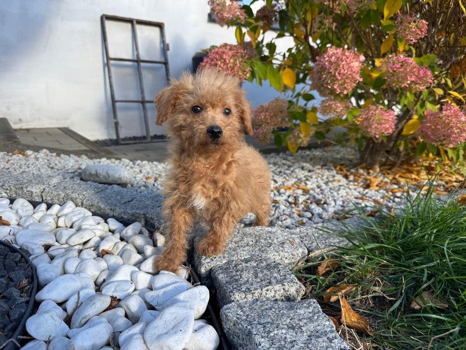 maltipoo szczeniak  mini