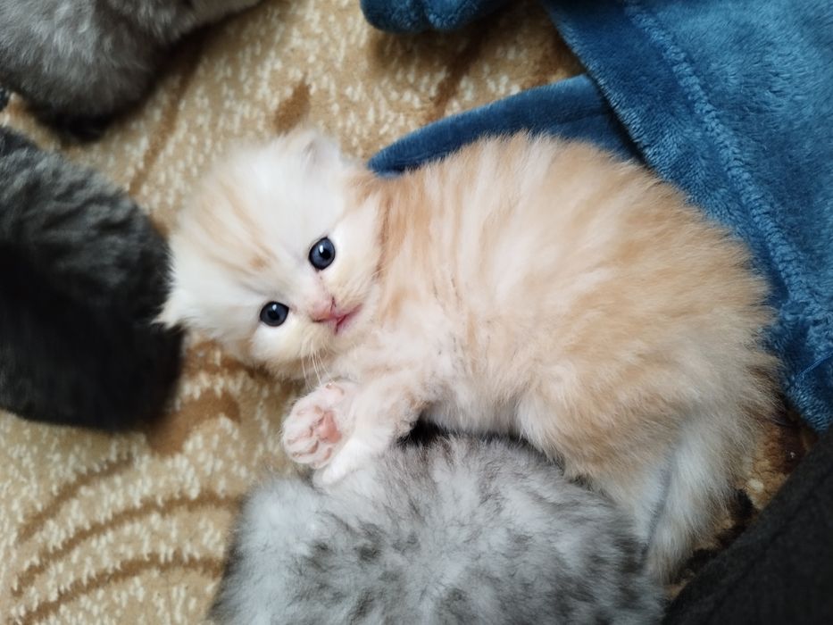 Котик приглашает на вязку.