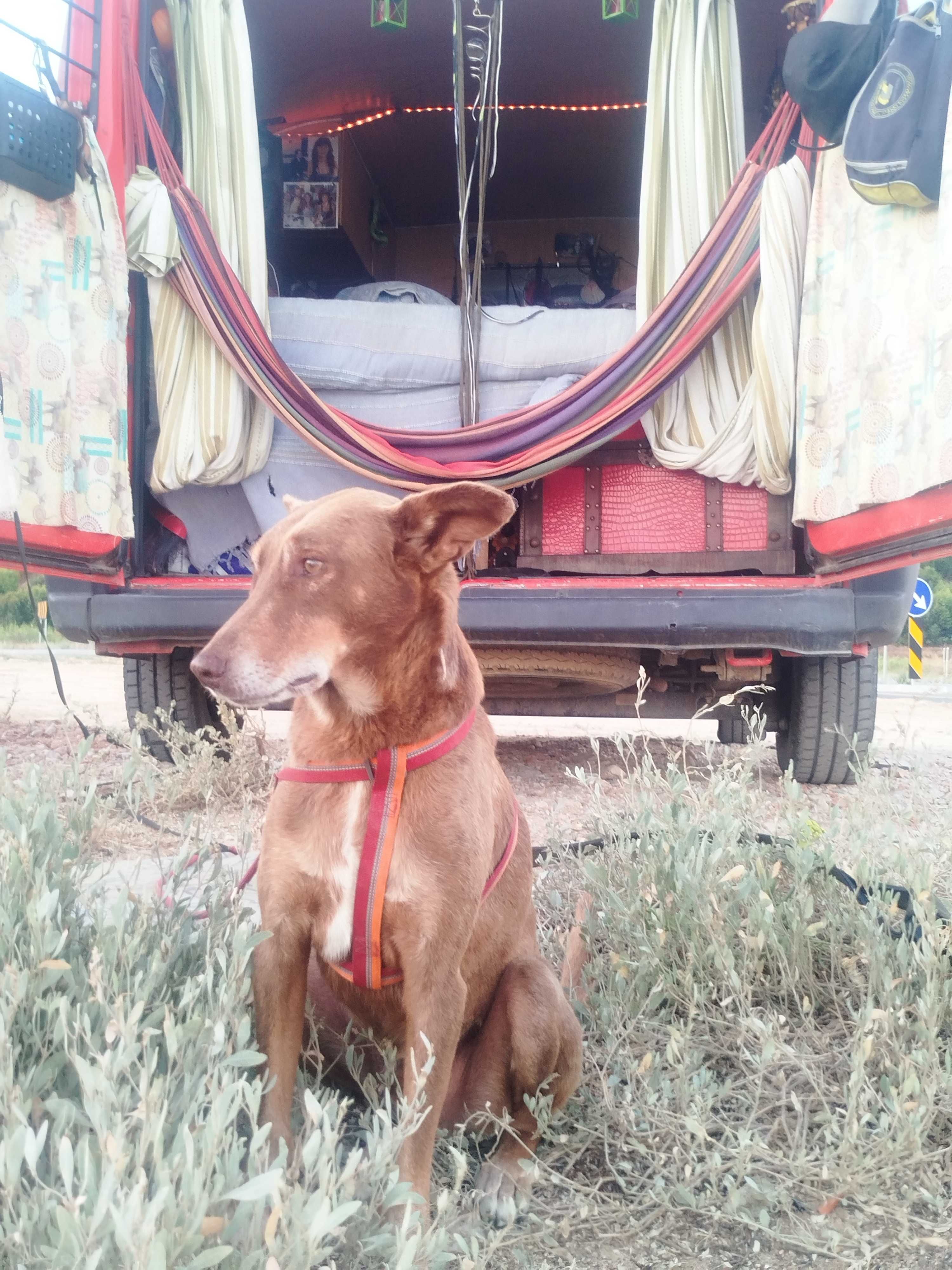 Pet sitting  Algarve lagos, budens, Sagres, etc