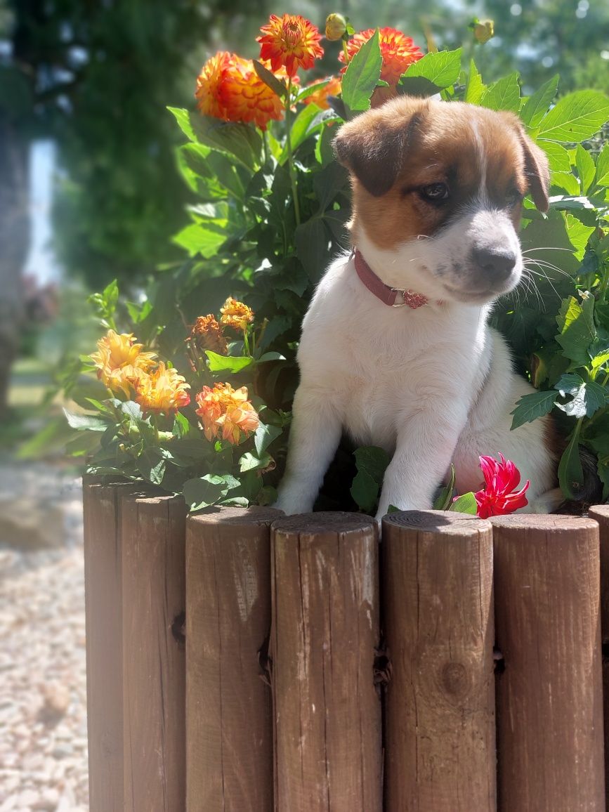 Jack Russell Terrier FCI