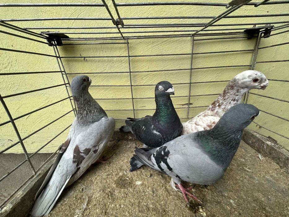 Gołębie ORLIKI cena 40zł za sztukę