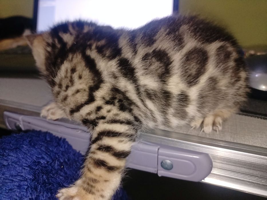 Бенгальский МАЛЬЧИК WCF