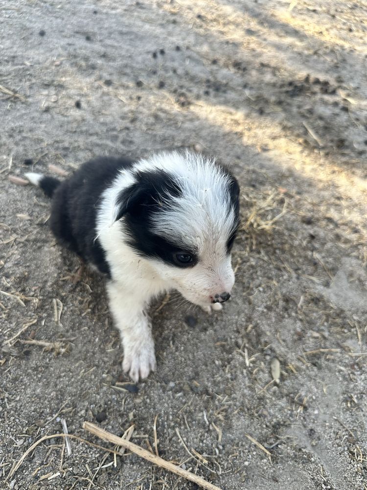 Border collie puro