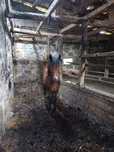 Cavalo 3 e 5 meses