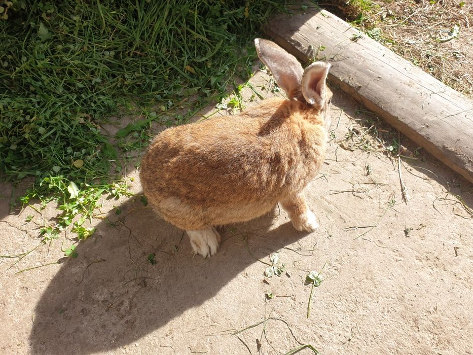 króliki królik Samice Samce