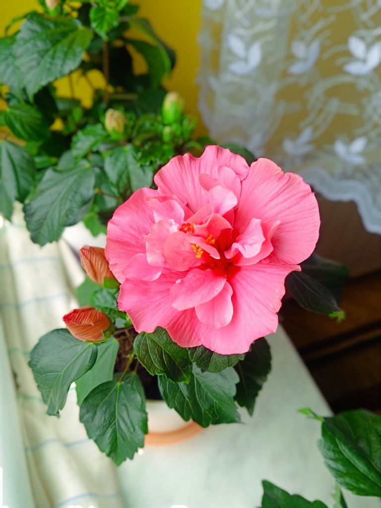 Róża chińska hibiskus różowa podwójna piękny okaz