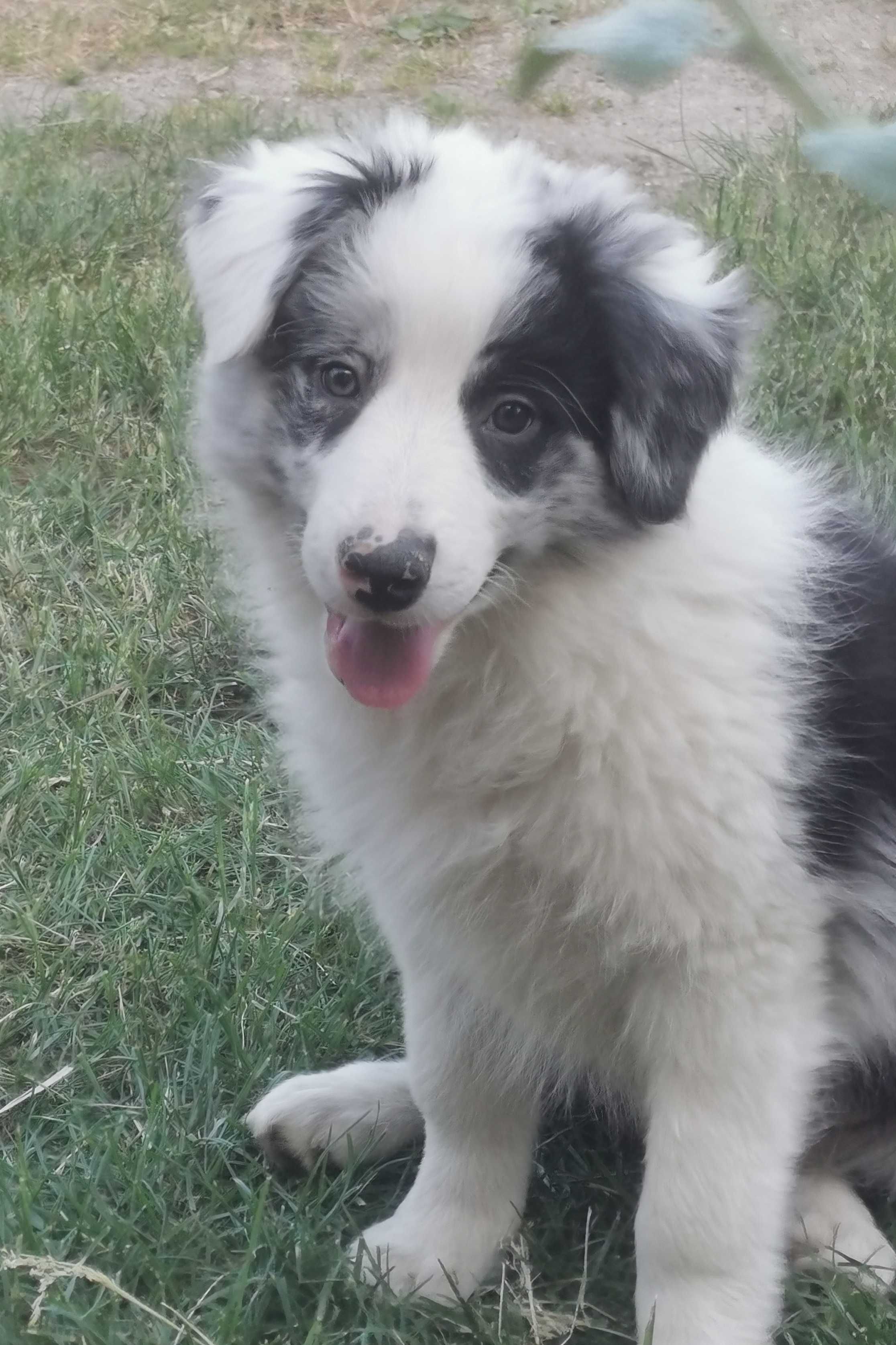 Border collie piesek blue merle