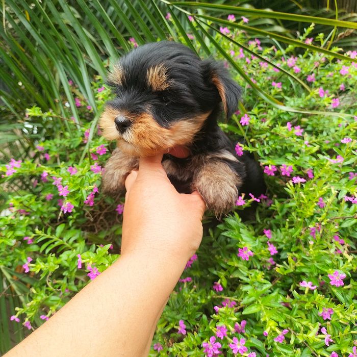 Yorkshire Terrier fêmea