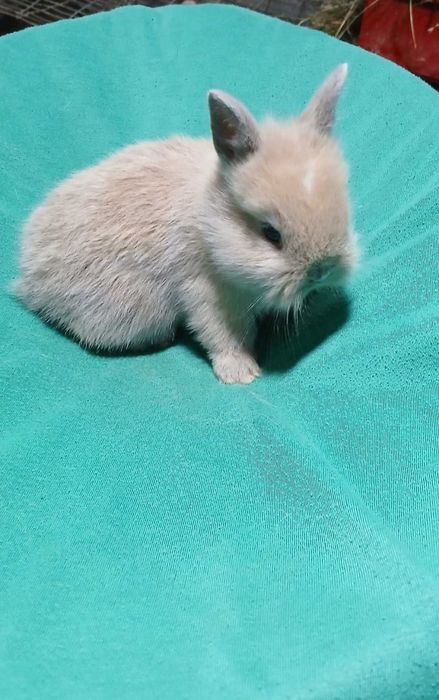 Декоративний кролик, карликовий кролик.