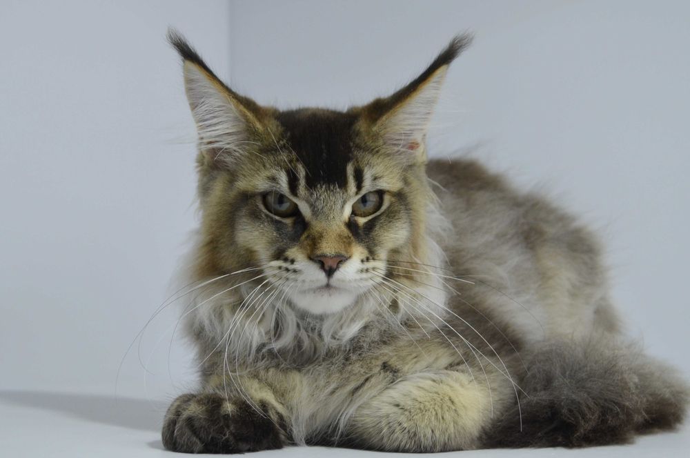 Мейн кун . Мальчик Макс 4 мес.