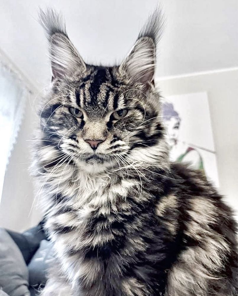 Maine Coon kotka srebrna przepiękna, rodowód