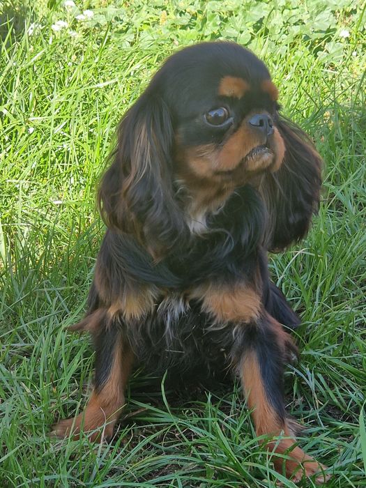 Sprzedam pieska Cavalier King  Charles