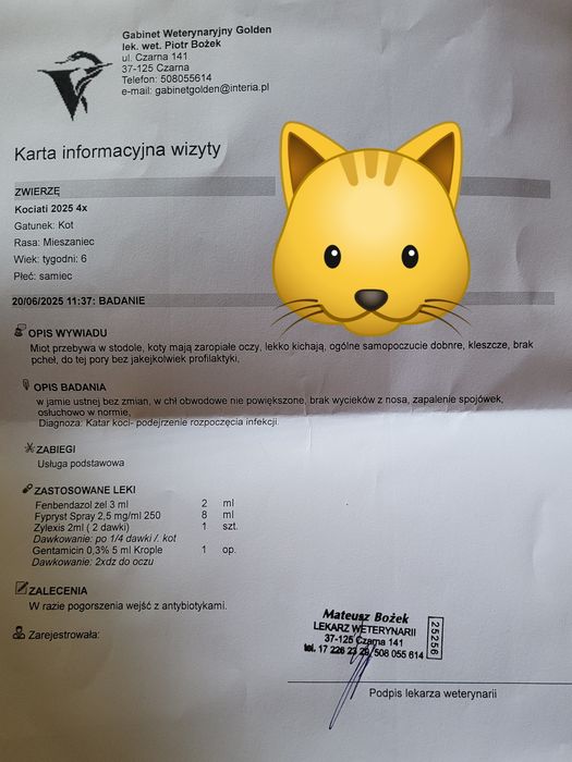 Pilne! Oddam 5 miesięcznego kocurka!