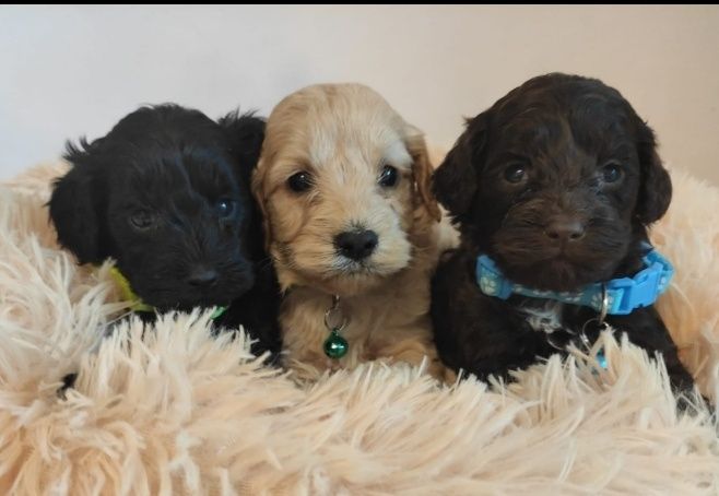 Cockapoo Cavapoo Pudel Toy