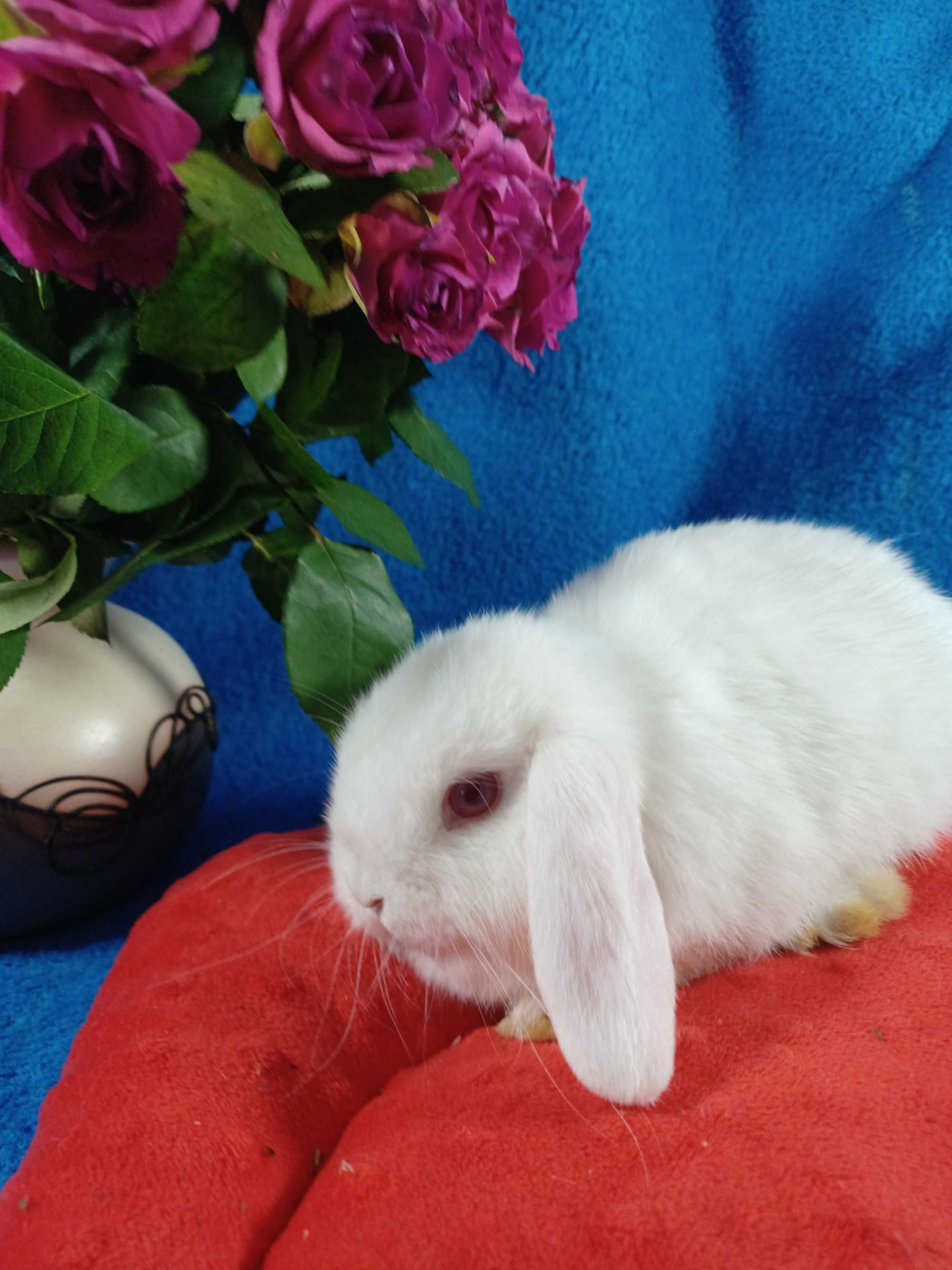 Mini Lop z hodowli Polskie -Jabłuszko PL.