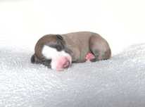 Whippet chart angielski